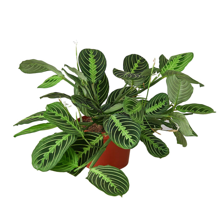 MARANTA LEMON LIME 6-inch