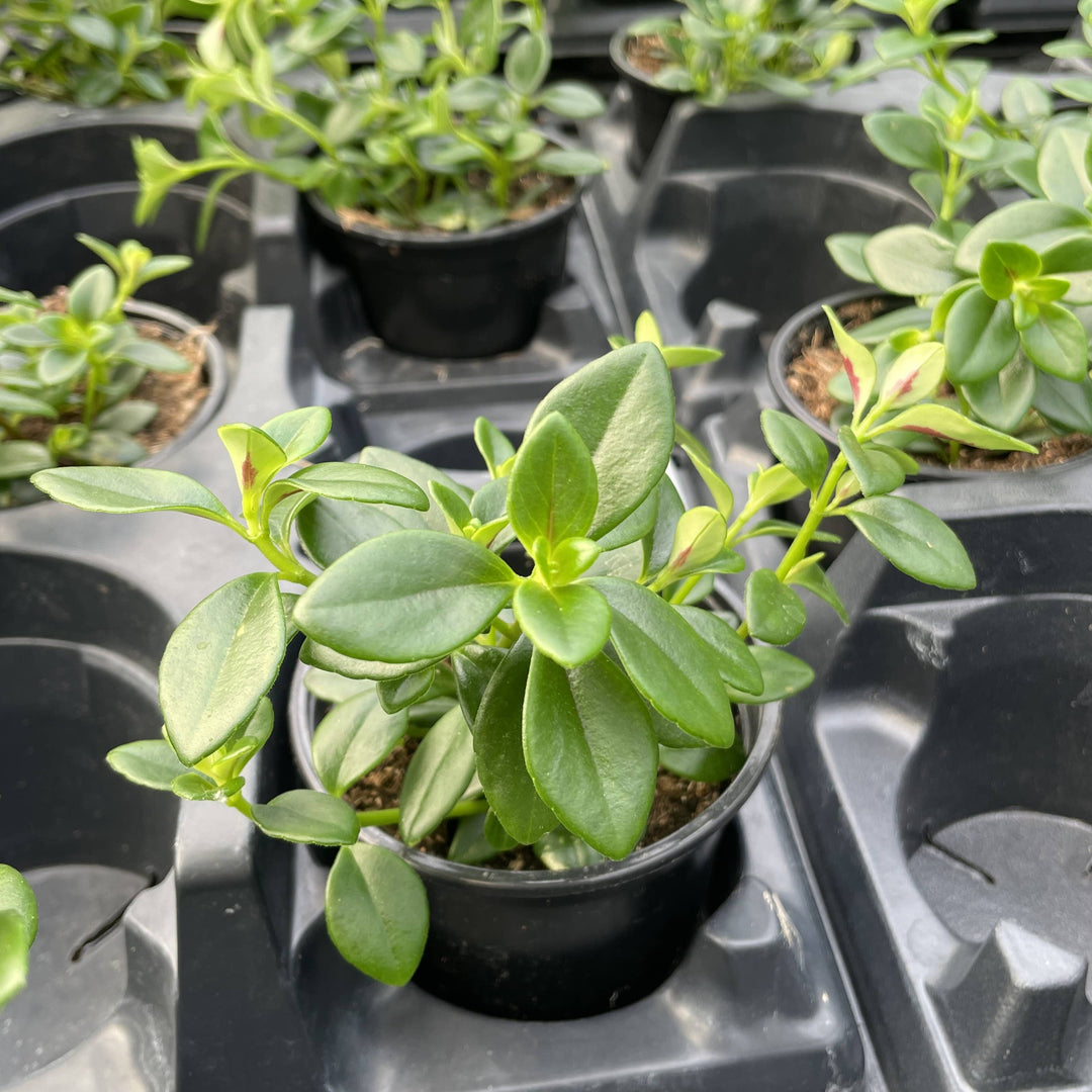 Goldfish Plant - 4”
