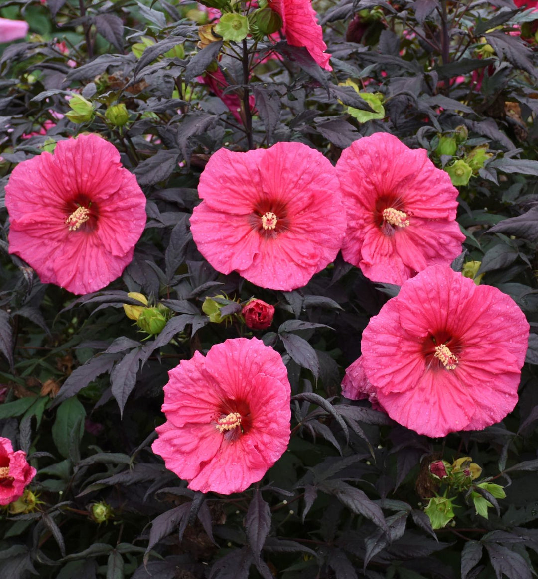Hibiscus Summerific® 'Evening Rose'