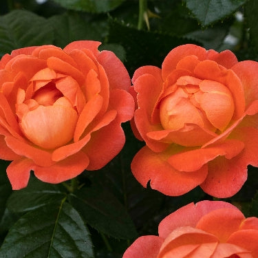 Rosa KO Orange Glow Knock Out®