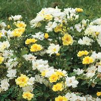 Rosa DR Lemon Drift®