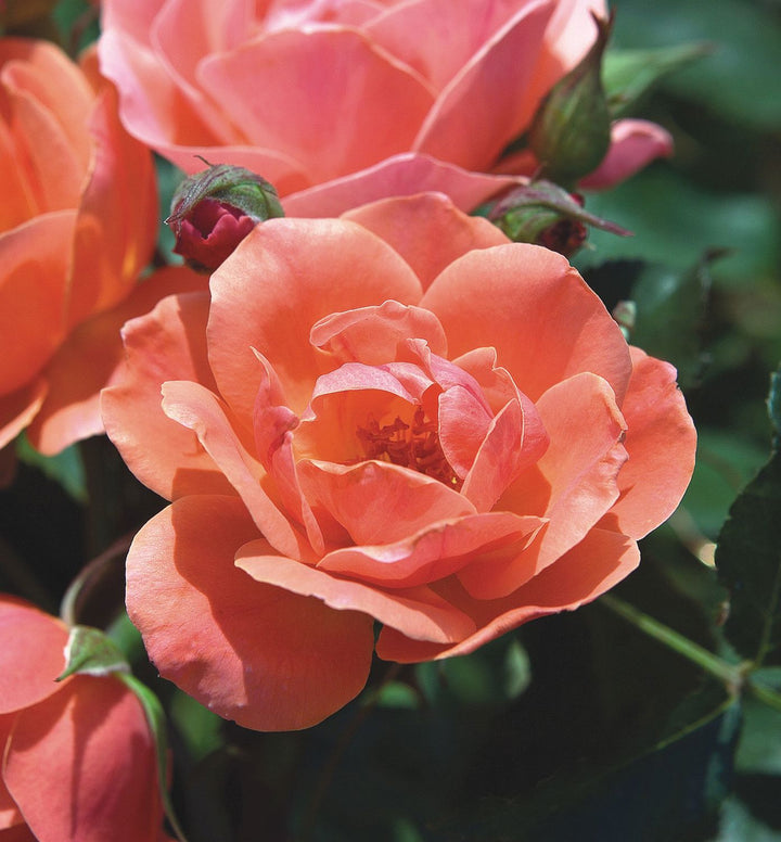 Rosa KO Coral Knock Out®