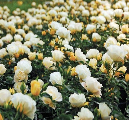 Rosa DR Popcorn Drift®