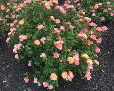 Rosa DR Coral Drift®