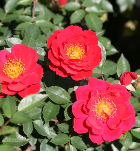 Rosa SH Oso Easy® Urban Legend®