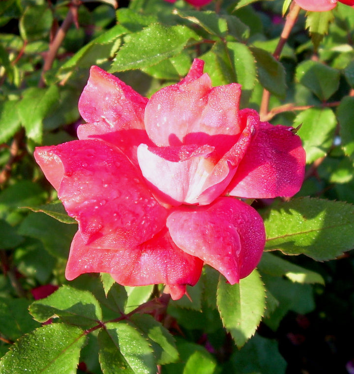 Rosa KO Knock Out® (Original Red)
