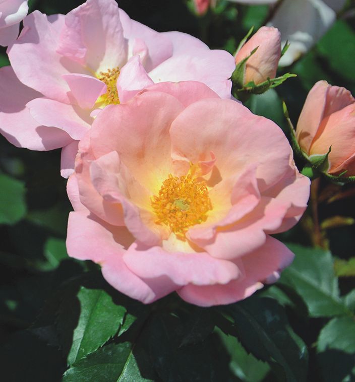 Rosa KO Peachy Knock Out®