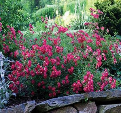 Rosa DR Red Drift®