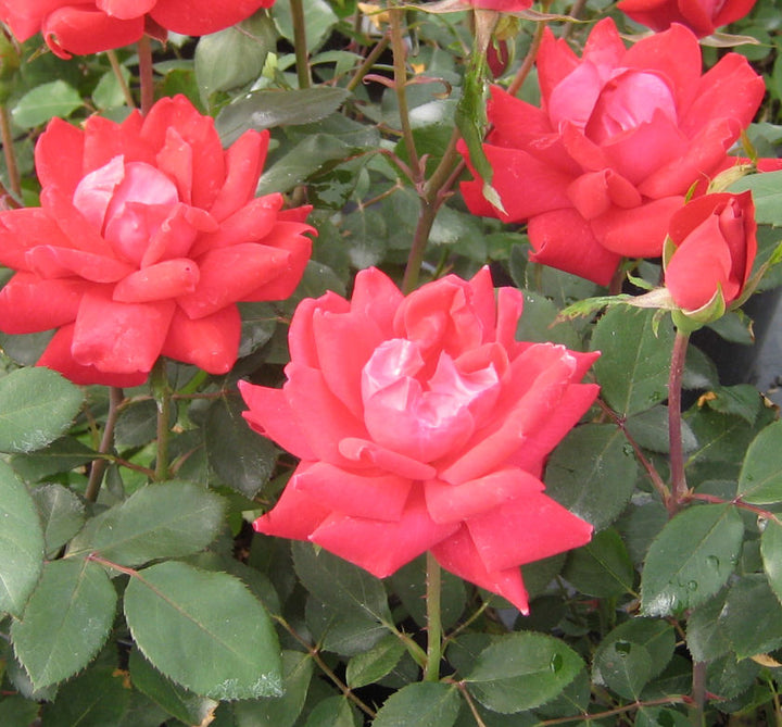 Rosa KO Double Knock Out® (Red)