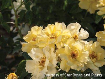 Rosa DR Lemon Drift®
