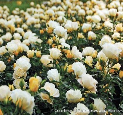 Rosa DR Popcorn Drift®