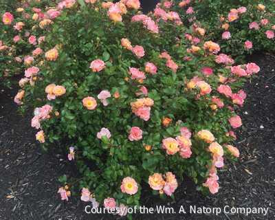 Rosa DR Coral Drift®