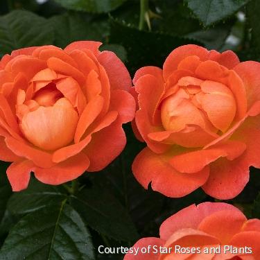 Rosa KO Orange Glow Knock Out®