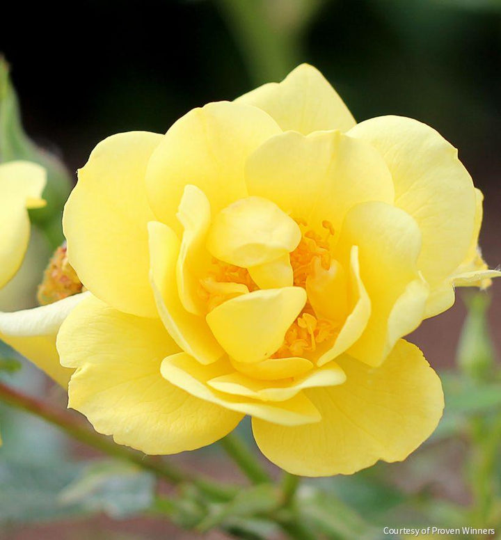 Rosa SH Oso Easy® Lemon Zest®