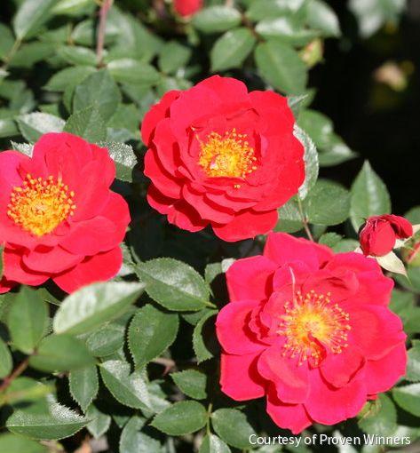 Rosa SH Oso Easy® Urban Legend®