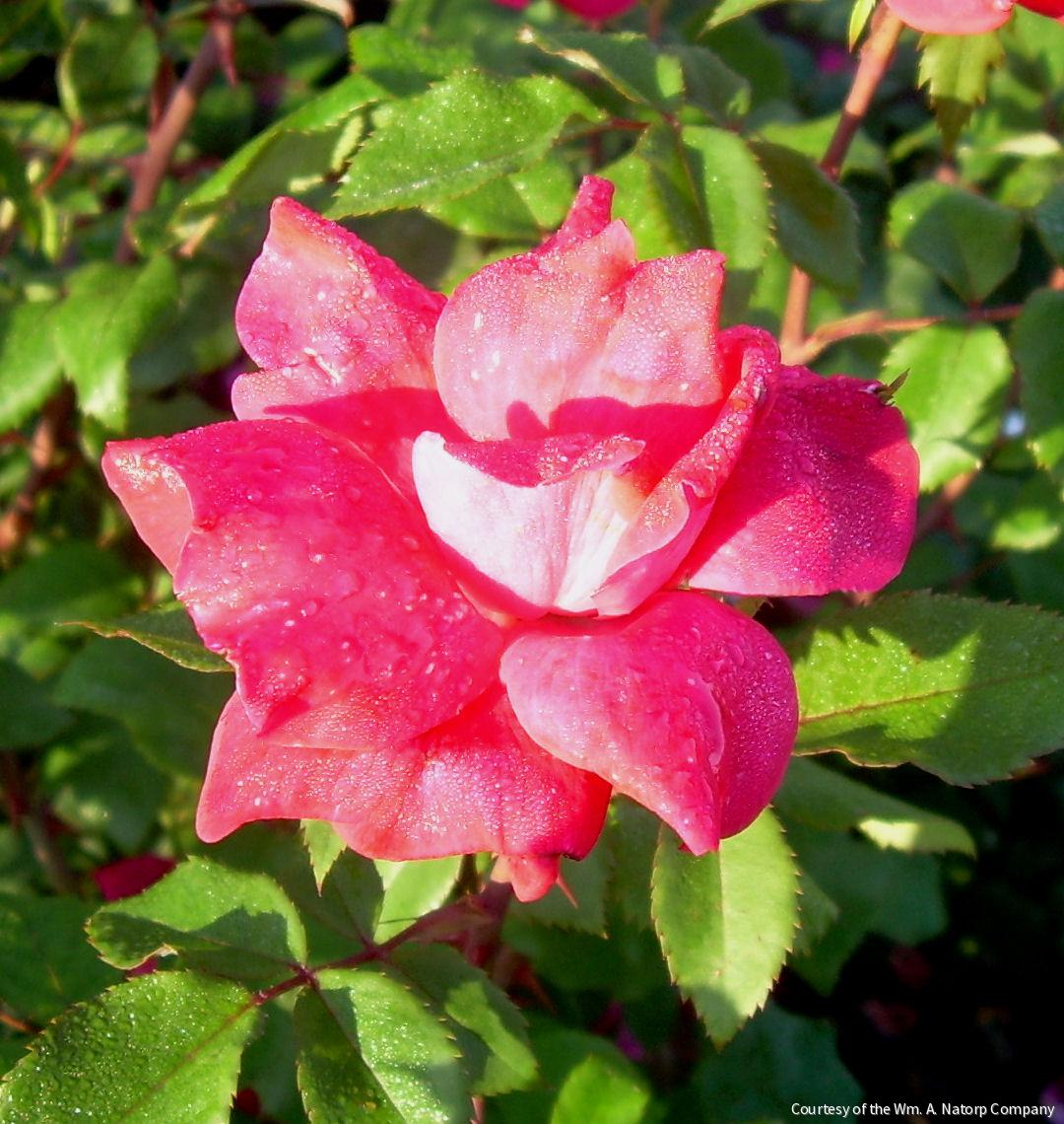 Rosa KO Knock Out® (Original Red)