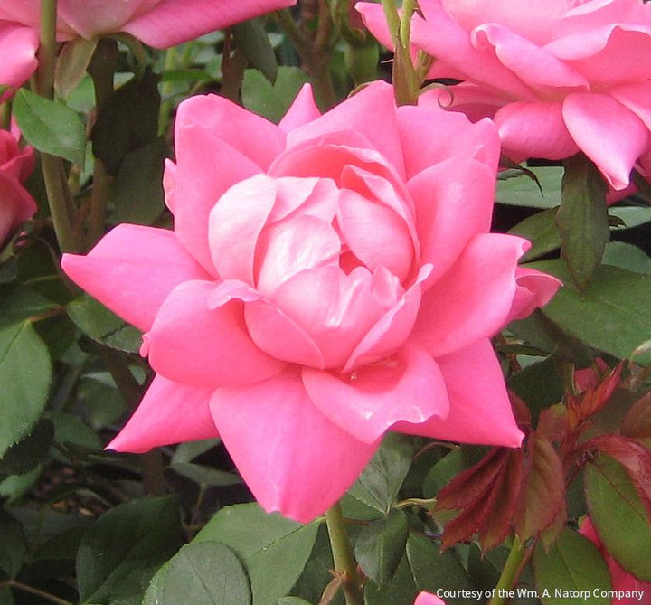 Rosa KO Pink Double Knock Out®