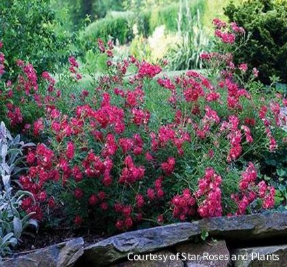 Rosa DR Red Drift®
