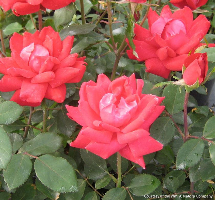 Rosa KO Double Knock Out® (Red)