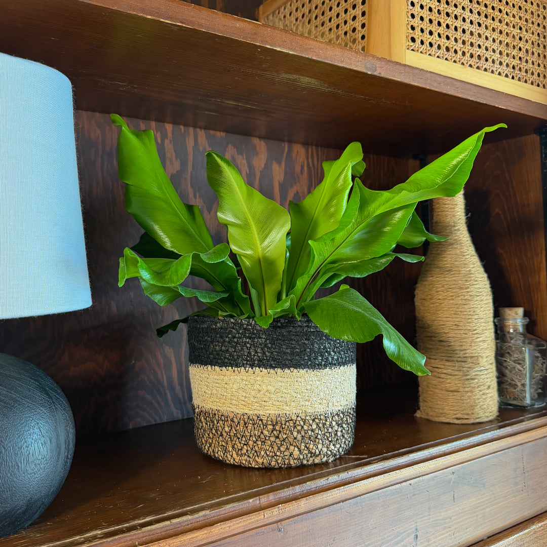 Nidus Bird's Nest Fern (Asplenium Nidus) - 6 Inch Indoor Houseplant