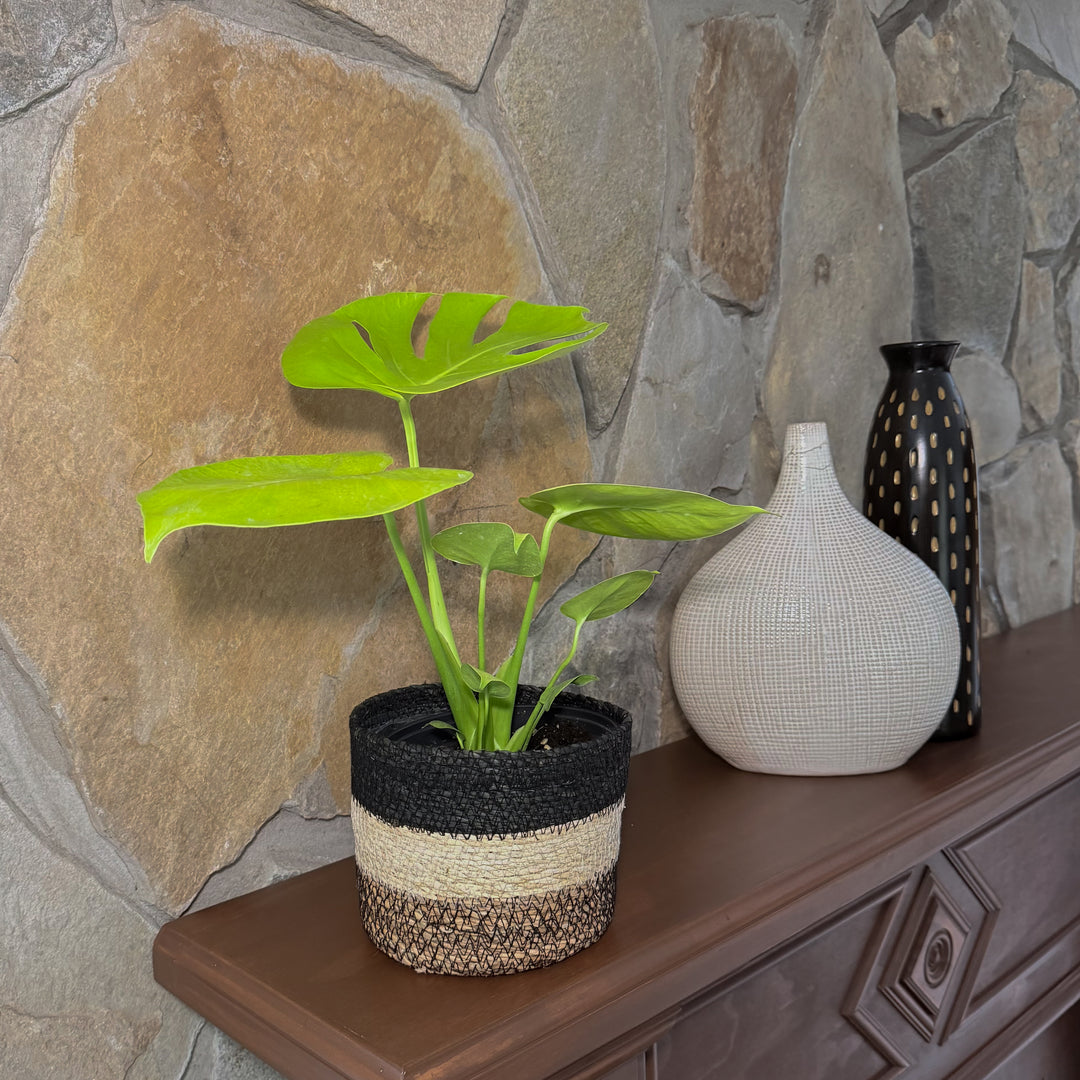 Monstera Super Golden (Monstera Deliciosa 'Aurea') - 6 Inch Indoor Houseplant
