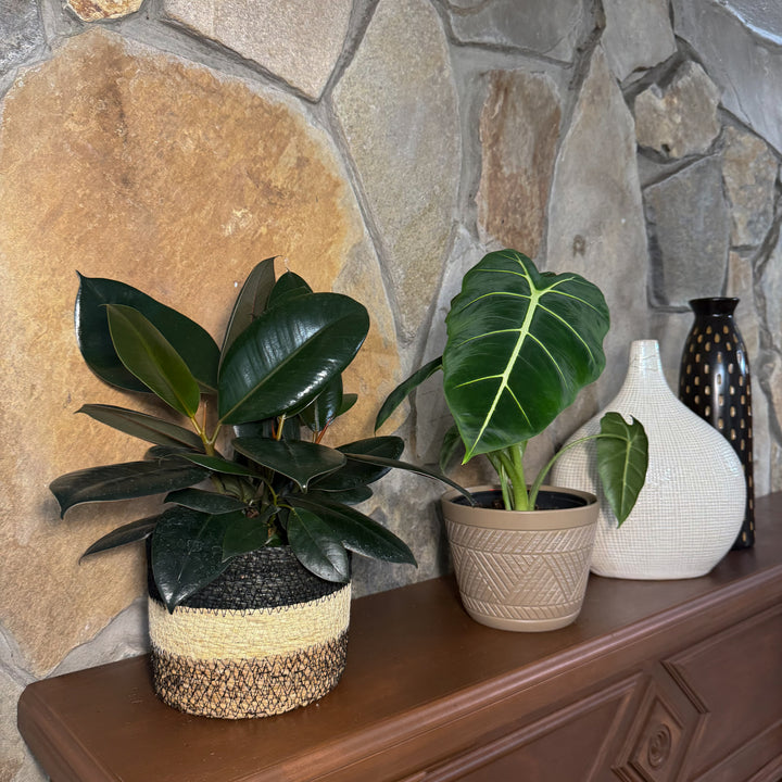Mystery Foliage 4 Pack - 6 Inch Indoor Houseplants