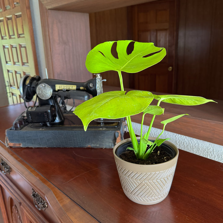 Monstera Super Golden (Monstera Deliciosa 'Aurea') - 6 Inch Indoor Houseplant