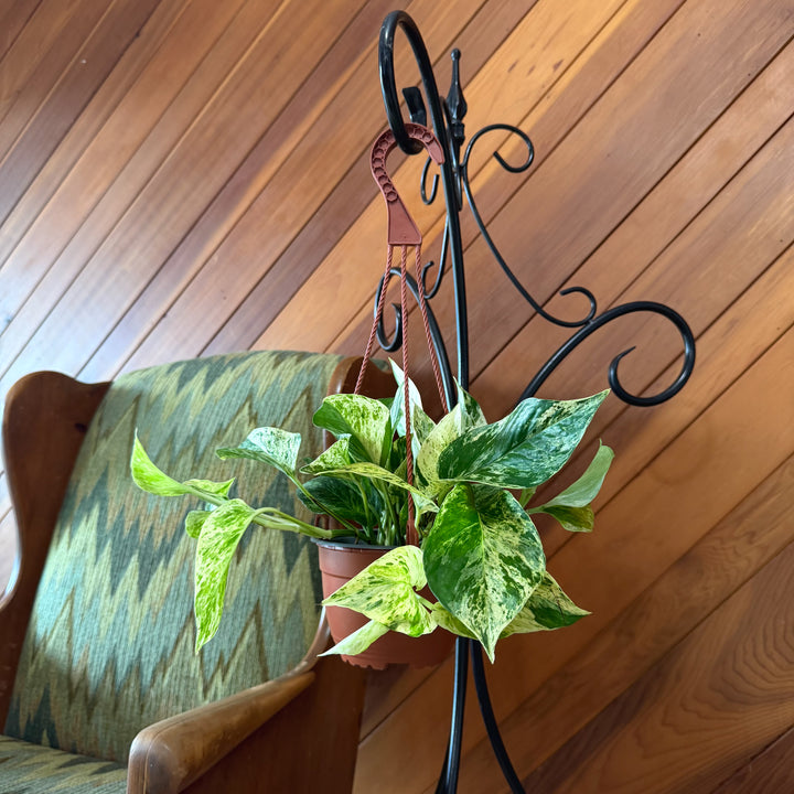 Pothos Marble Queen Hanging Basket (Epipremnum Aureum 'Marble Queen') - 6 Inch Indoor Houseplant