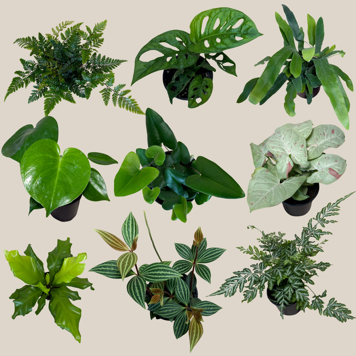 Fern & Foliage Mystery Houseplant 4 Pack - 4 Inch Indoor Houseplants