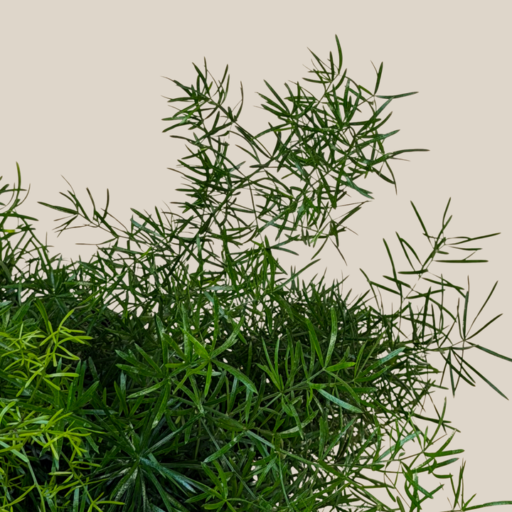 Sprenger's Asparagus Fern (Asparagus Sprengerii) - 6 Inch Indoor Houseplant