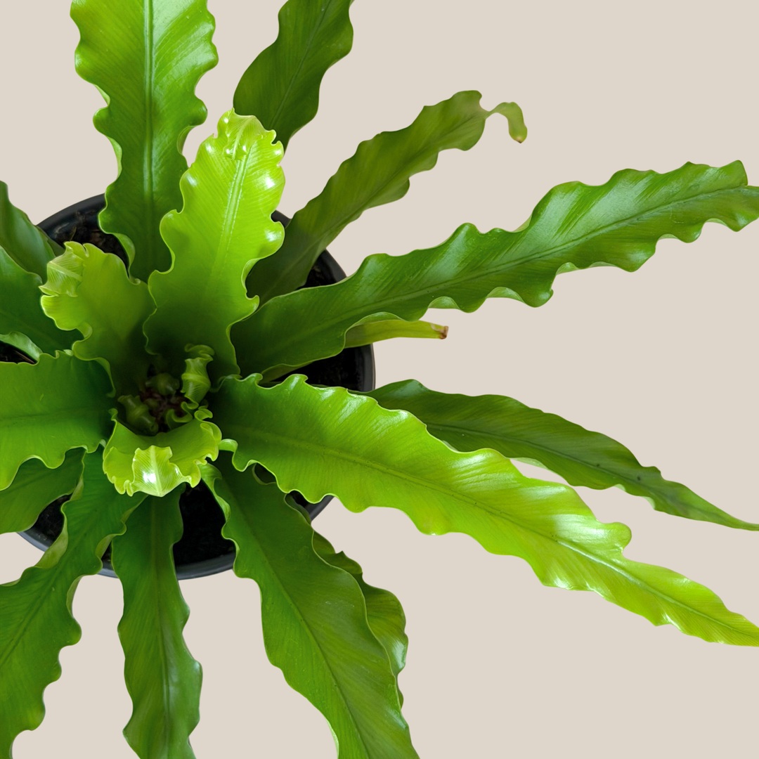 Victoria Bird's Nest Fern (Asplenium Antiquum 'Victoria') - 6 Inch Indoor Houseplant