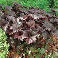 Bronze Wave Coral Bells – 1 Gallon Native Heuchera