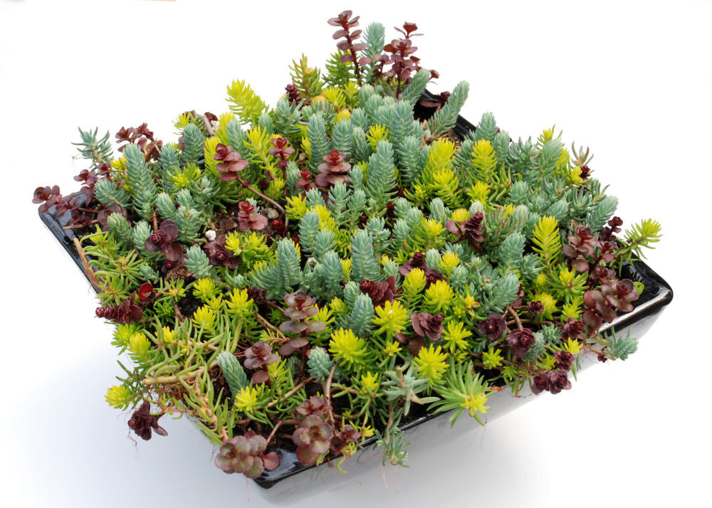 Flaming Carpet Stonecrop – 1 Gallon Groundcover Perennial