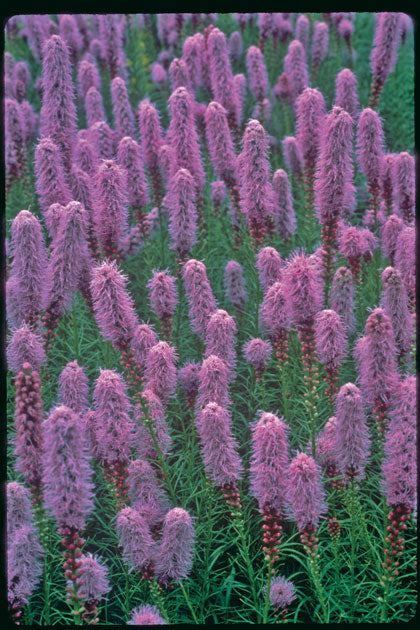 Gayfeather (Liatris kobold) - 1 gallon