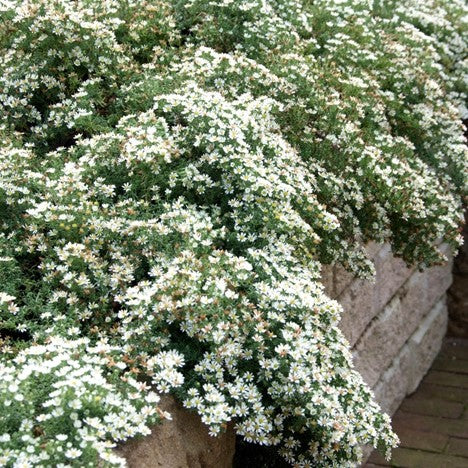 Snow Flurry Aster – 1 Gallon Native Groundcover