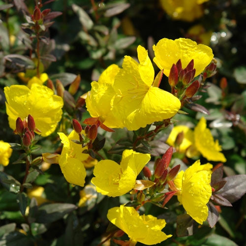 Fireworks Evening Primrose – 1 Gallon Native Perennial
