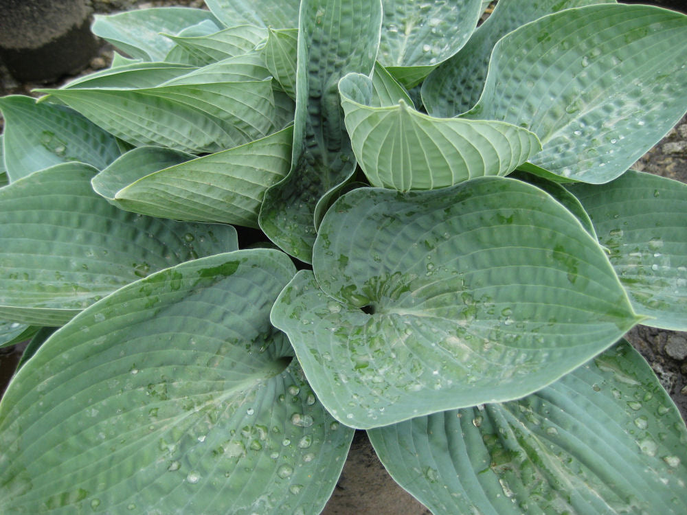 Big Daddy Plantain Lily – 1 Gallon Hosta
