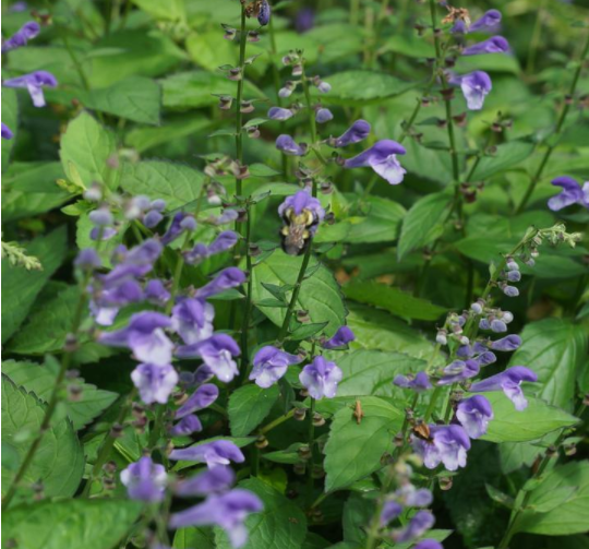 Appalachian Blues Skullcap – 1 Gallon Native Perennial