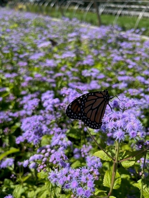 Blue Mistflower – 1 Gallon Native Perennial